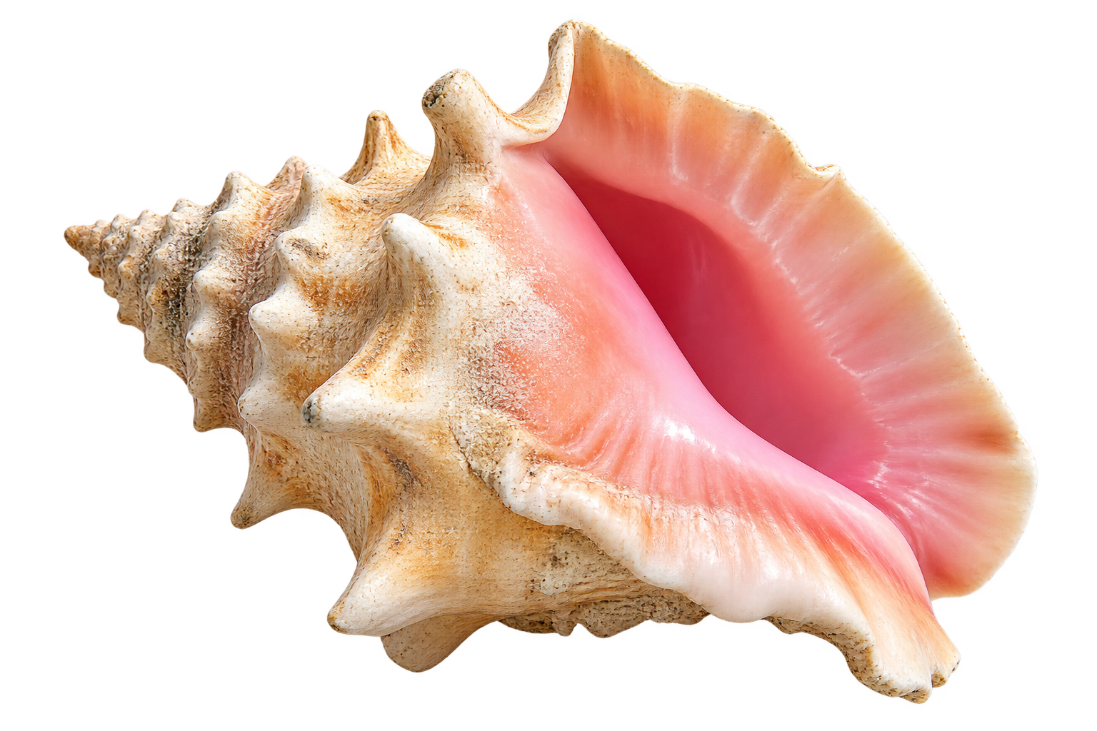 Queen conch shell